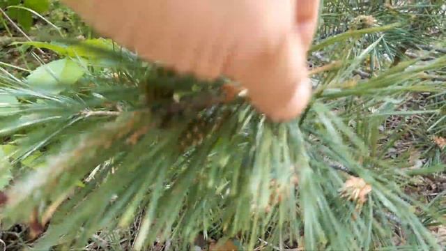 #природа #лес #прогулка #зож#здоровье смотреть онлайн