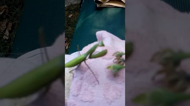 Богомол смотреть онлайн
