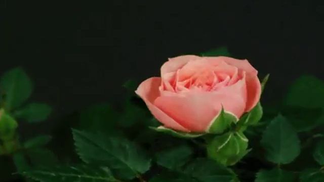цветок смотреть онлайн