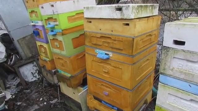 нужно ли снимать подушки у пчел при потеплении в январе, феврале - ответы на вопросы 27.01.2025 смотреть онлайн