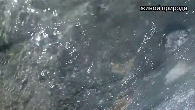 Живой природы очень красивый место на земля смотреть онлайн
