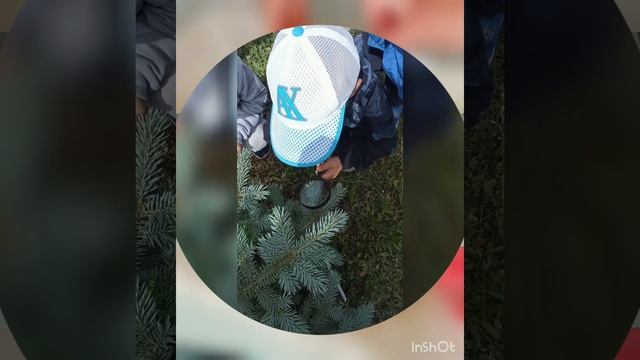 Экспериментально-исследовательская работа в МАДОУ №119 "Кроха" города Набережные Челны смотреть онлайн