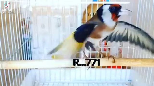 чёрный головы щегол смотреть онлайн