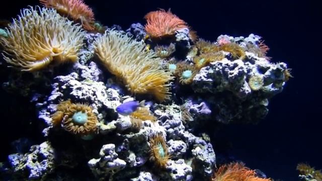 beautiful pleasant music and underwater world. красивая приятная музыка и подводный мир. смотреть онлайн