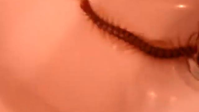 Centipede - New Zealand смотреть онлайн