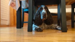 кормление Английского Спрингер Спаниеля после вечерней прогулки