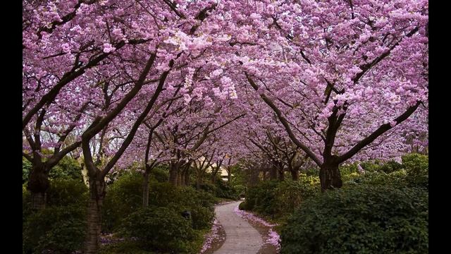 Страны моей мечты-Япония и Корея смотреть онлайн