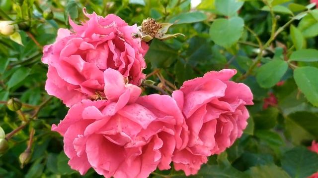 Доверенное 110 серия русская озвучка (Emanet 110. Bölüm) Анонс и дата выхода смотреть онлайн