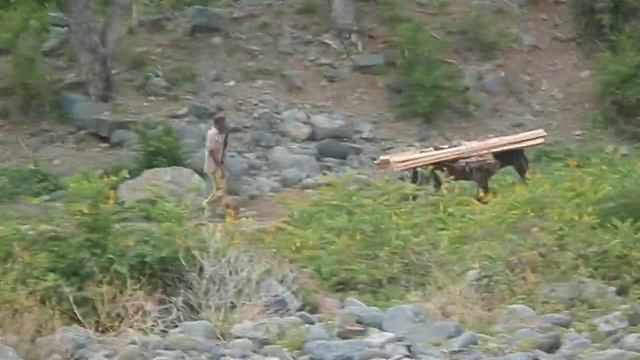 Cuba/ Mule carrying Lumber near Pico Torquino смотреть онлайн