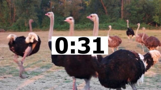 Английский ЕГЭ Говорение Task 3 PETS AND ANIMALS (Решу ЕГЭ) смотреть онлайн