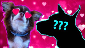 МНЕ ВЫБРАЛИ ПАРНЯ БЕЗ МЕНЯ 😳