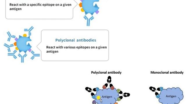 Antibody part 2- Monoclonal antibody production смотреть онлайн