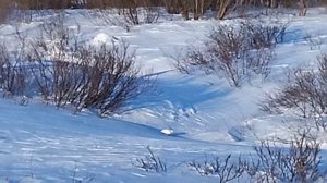 Куропатки зимой