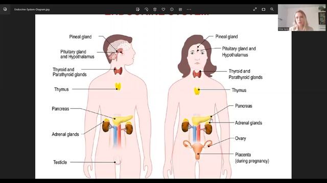 Органы эндокринной системы на английском языке