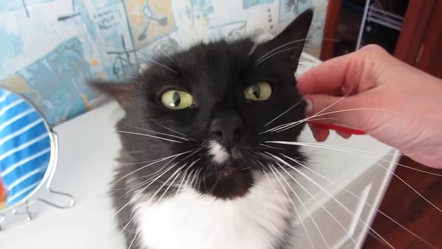 Dentists recommend.Стоматологи рекомендуют. смотреть онлайн