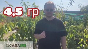 Обзор вишни сорта тургеневская