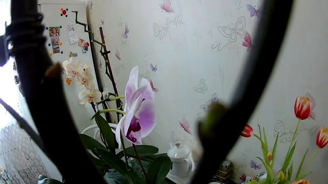 Подкормка орхидеи, какие результаты Как удобрять орхидеи, чтобы хорошо цвели смотреть онлайн