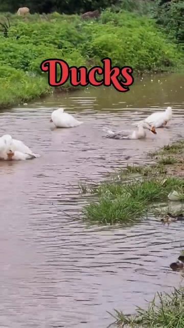 | Cute Ducks | #nature #birds #beauty #viral #shorts By Banashree24x7 смотреть онлайн