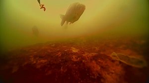 Подводные съемки рыбы в глухозимье.