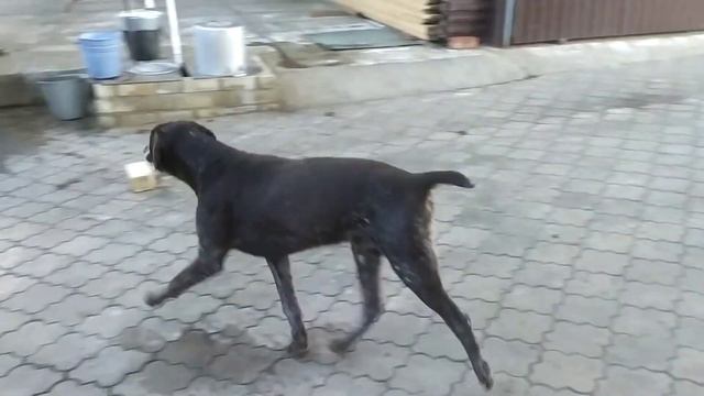 Харт и палка смотреть онлайн