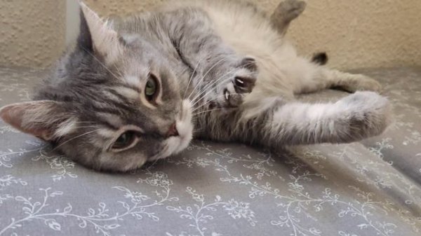 кошка потягивается