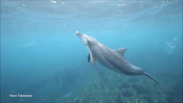 The Dolphin Dance - Movie Version смотреть онлайн