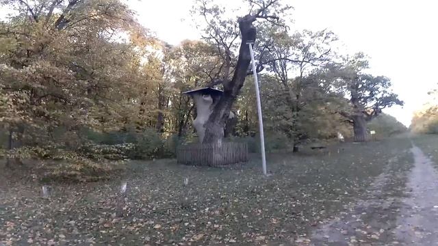 Кочубеевские дубы. Диканька. Полтавщина смотреть онлайн