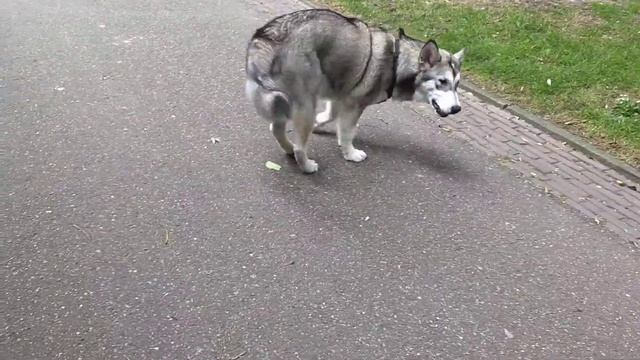 Маламут Даша. Изучение иностранных языков 👍👍