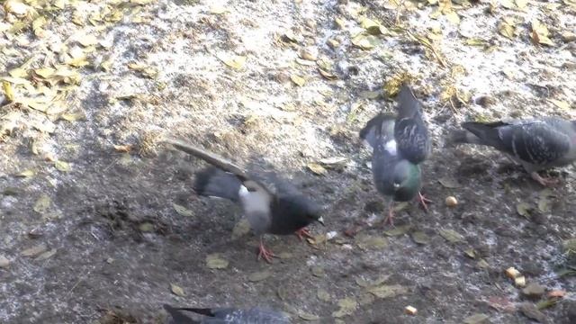 Голуби дерутся | Pigeons Fighting