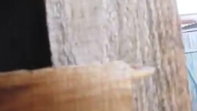 кто страшнее пауки или осы #пауки и #осы смотреть онлайн