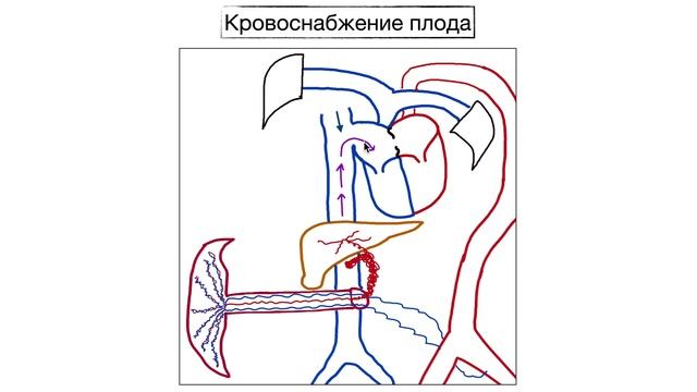 КРОВООБРАЩЕНИЕ ПЛОДА