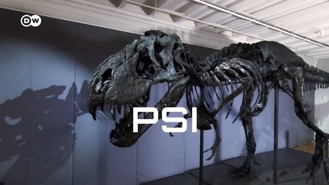 T-REX vs PALAEOLOXODON | Battle FACEOFF Analysis смотреть онлайн