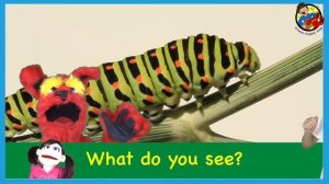 What Do You See? Song | Bugs and Insects | Learn English Kids