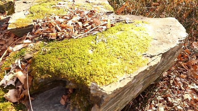 Затерянный Рай The Lost Paradise Уссурийская тайга Пешая прогулка . Walking through the forest смотреть онлайн