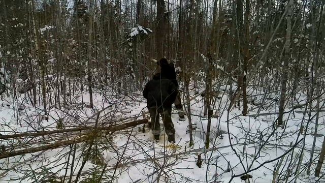Посиделки у костра и основная работа закладка пробы, работаем пилой, 100 выпуск смотреть онлайн