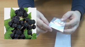 Как прорастить семена малины в домашних условиях | Посев в боксы