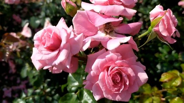 Доверенное 125 серия русская озвучка (Emanet 125. Bölüm) Анонс и Дата выхода смотреть онлайн