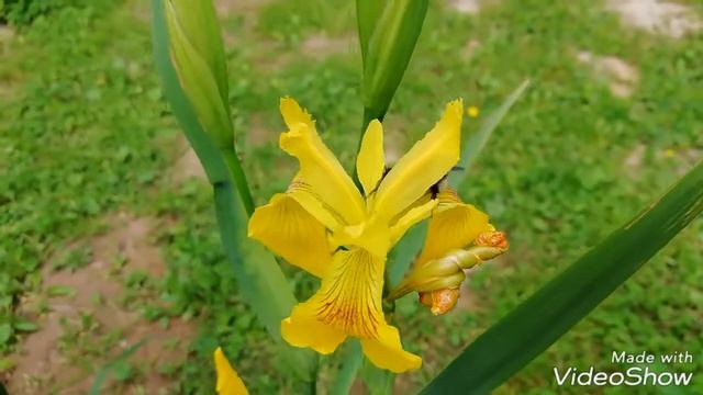 Природа Подмосковья! Июнь 2018 :)! смотреть онлайн