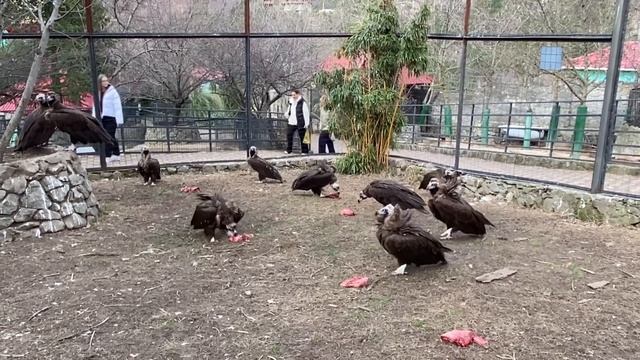 Татьяна Ивановна показала как эти ОГРОМНЫЕ птицы ПРОСТО разрывают добычу на куски! смотреть онлайн