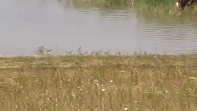 Татарин на коне смотреть онлайн