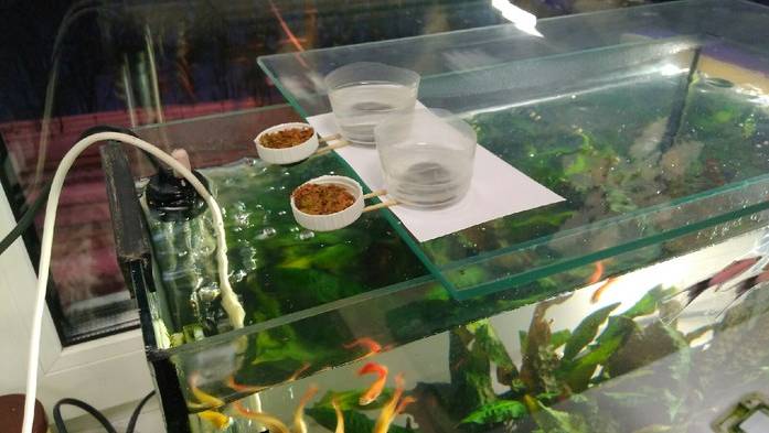 Аквариум для начинающих Кормушка для аквариумных рыб своими руками смотреть онлайн