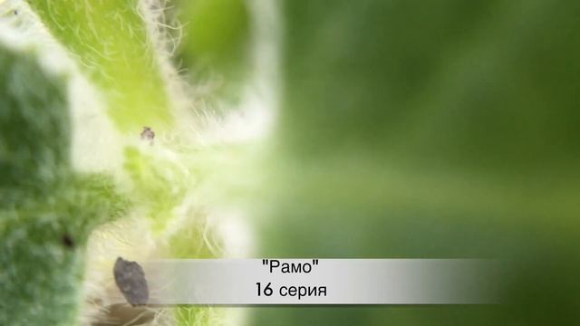 РАМО 16 серия русская озвучка {ДАТА ВЫХОДА И АНОНС} / Ramo 16. Bölüm смотреть онлайн