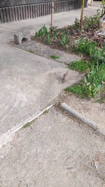 #33 Голуби в Таджикистане. Необычный вид голубей. Маленькие голуби #таджикистан #душанбе #голубь