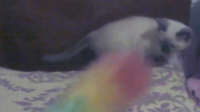 Сиамская кошечка играет смотреть онлайн