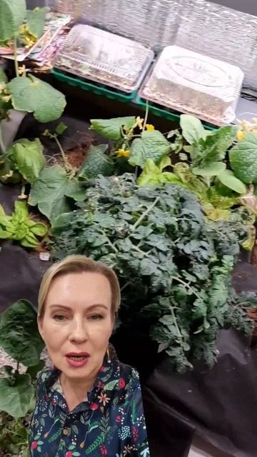 Вырастила огурцы зимой смотреть онлайн