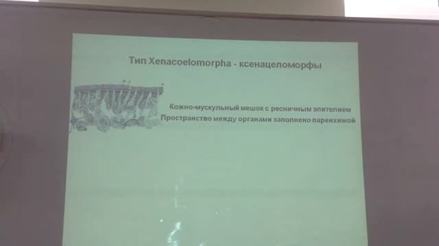Зоология беспозвоночных . Лекция 7. Часть 2 смотреть онлайн