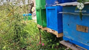 Покупаю пчелопакеты. Какой силы пакет купить чтобы пчелиный семья собра мед.