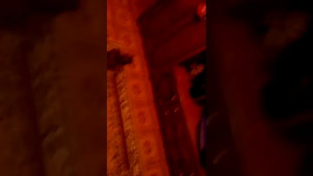 Кошка смотрит телевизор. смотреть онлайн