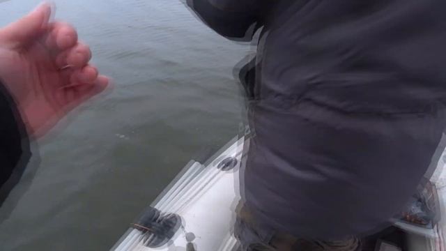 Смугастий бешкетник гарних розмірів та сама риба котра не дасть сумувати! смотреть онлайн