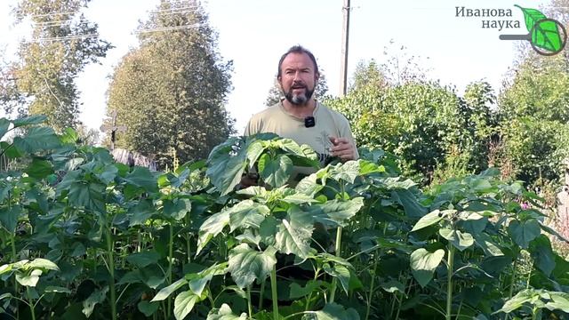 СИДЕРАТЫ БЕЗ ТРУДА: пахать не надо! Все правила осенней сидерации огорода. Сидераты от А до Я. смотреть онлайн